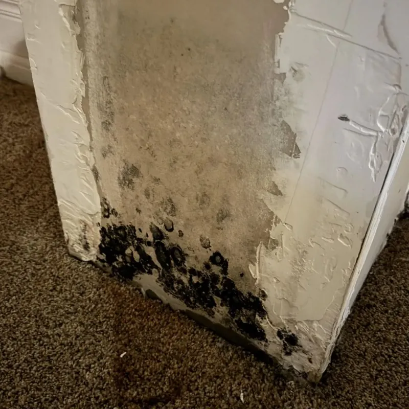 Professional Mold Removal in Steeleville, IL